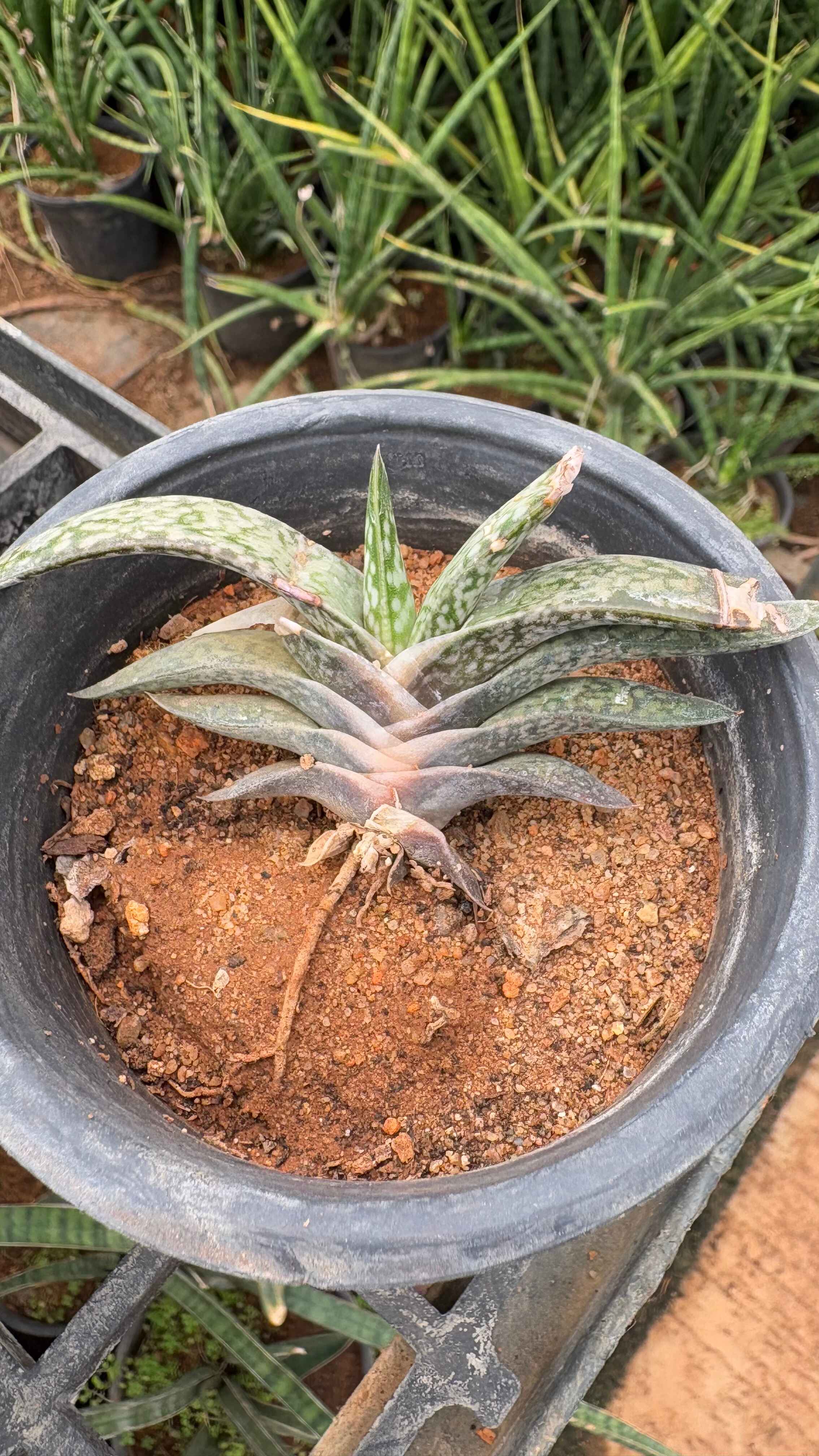 Gasteria liliputana